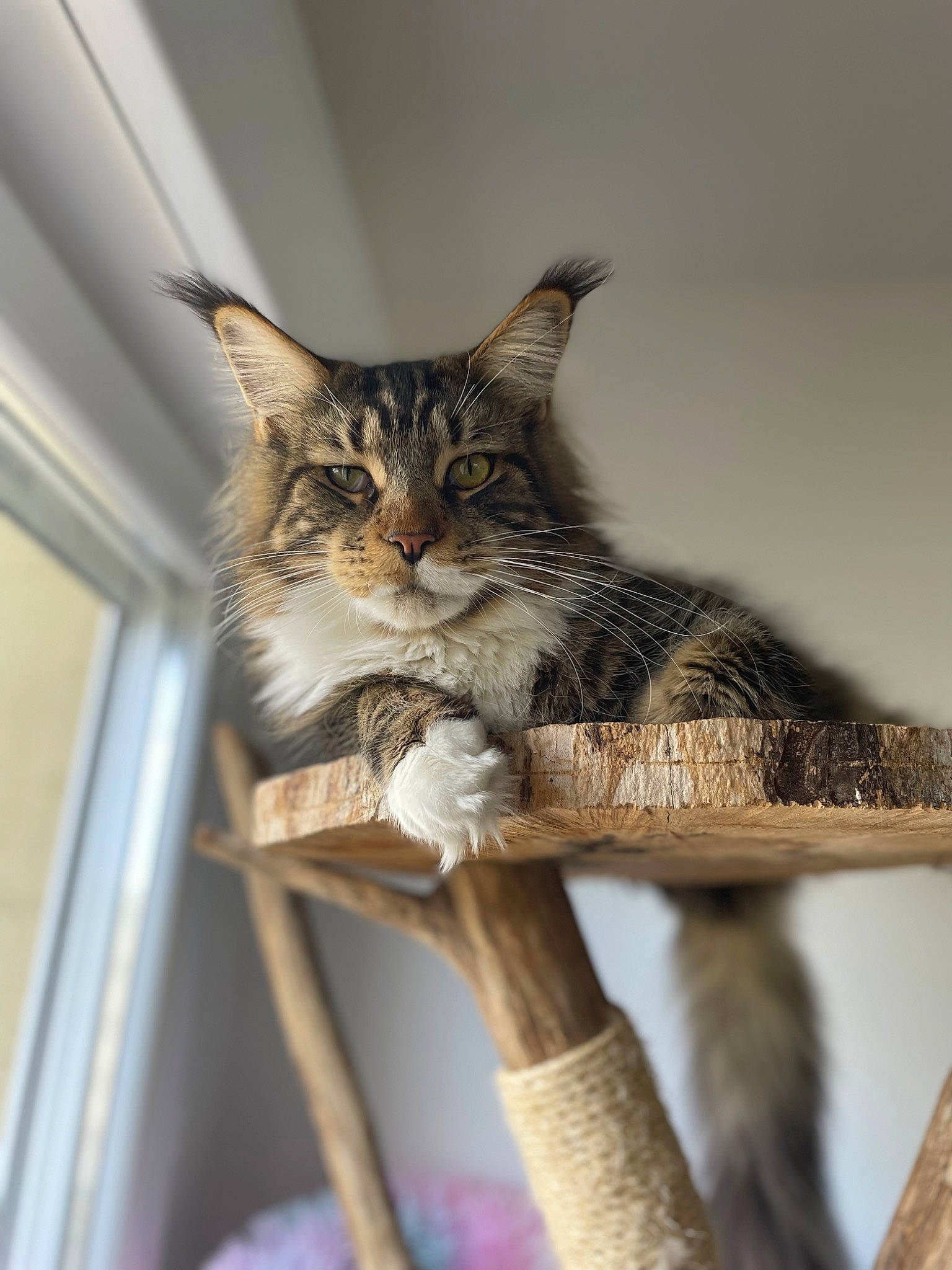 Rocky participe au concours pour gagner de l'argent avec cette photo : carnivore, cat, cat_supply, claw, domestic_short_haired_cat, felidae, fur, paw, plant, sitting, small_to_medium_sized_cats, snout, tail, terrestrial_animal, tree, twig, whiskers, wildlife, wood