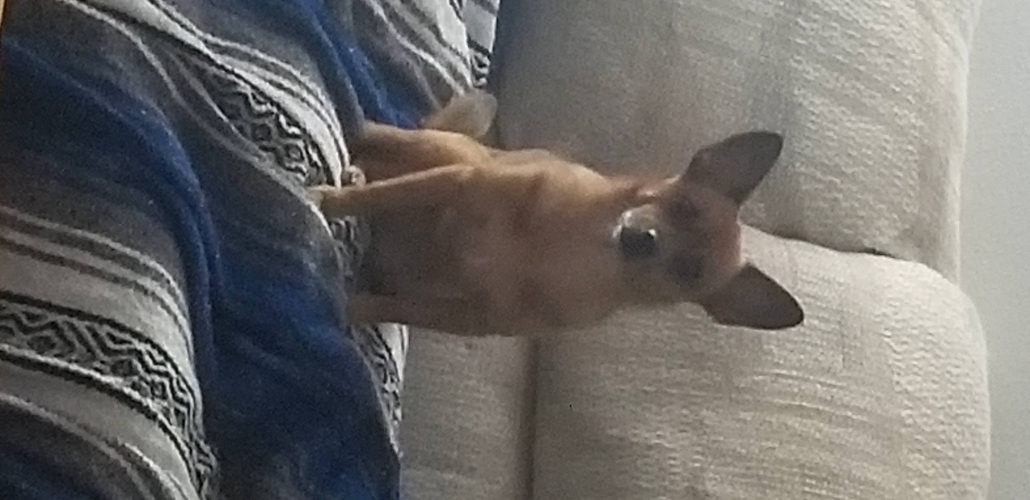 Kiddo is registered to the contest to win money with this photo: carnivore, denim, dog_breed, fawn, felidae, grey, skin, snout, synthetic_rubber, tan, terrestrial_animal, whiskers