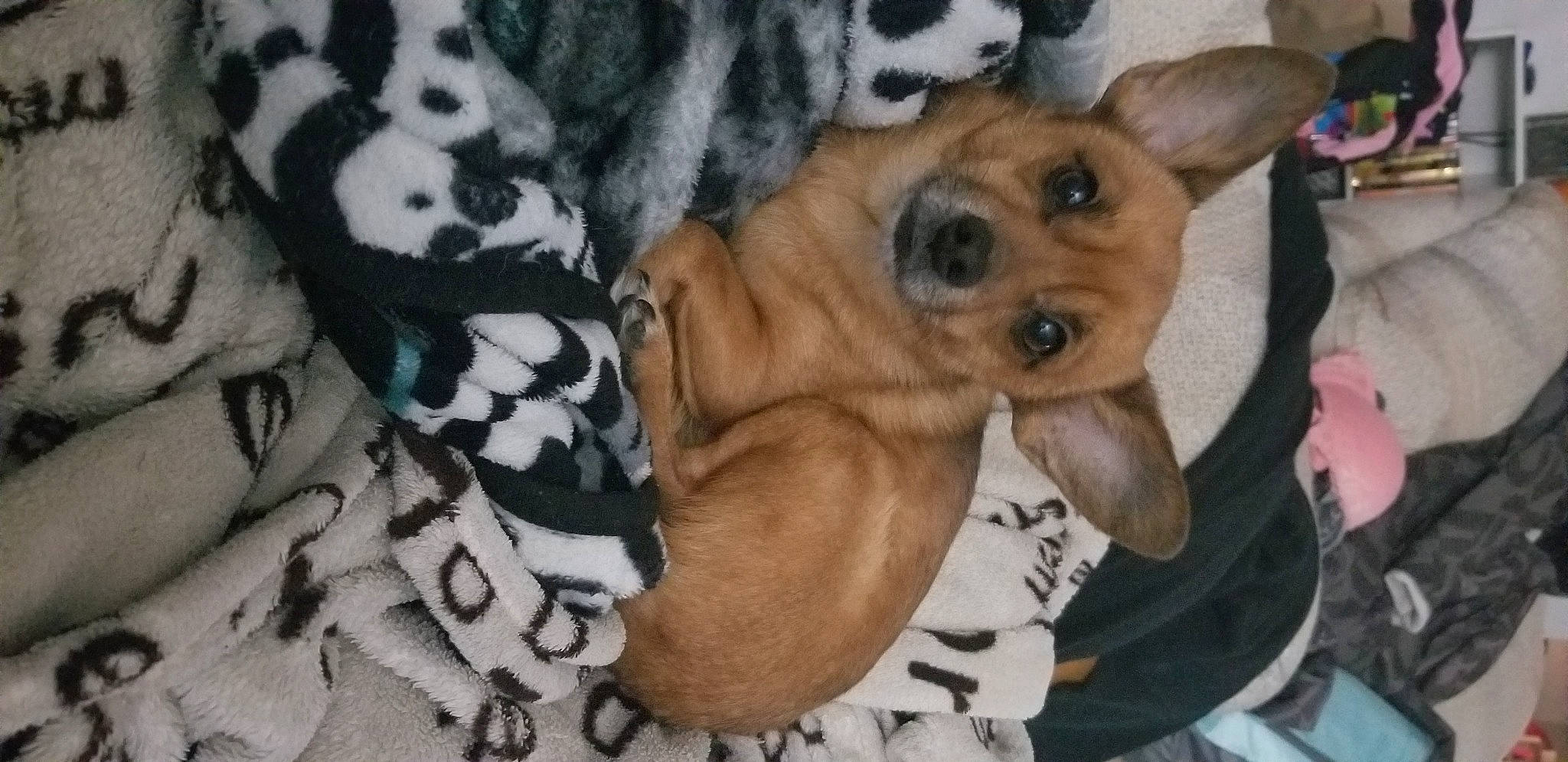 Kiddo is registered to the contest to win money with this photo: canidae, carnivore, chihuahua, companion_dog, dog, dog_breed, dog_supply, fawn, fur, non_sporting_group, pattern, paw, pet_supply, puppy, snout, sporting_group, toy_dog, vertebrate, working_animal, working_dog