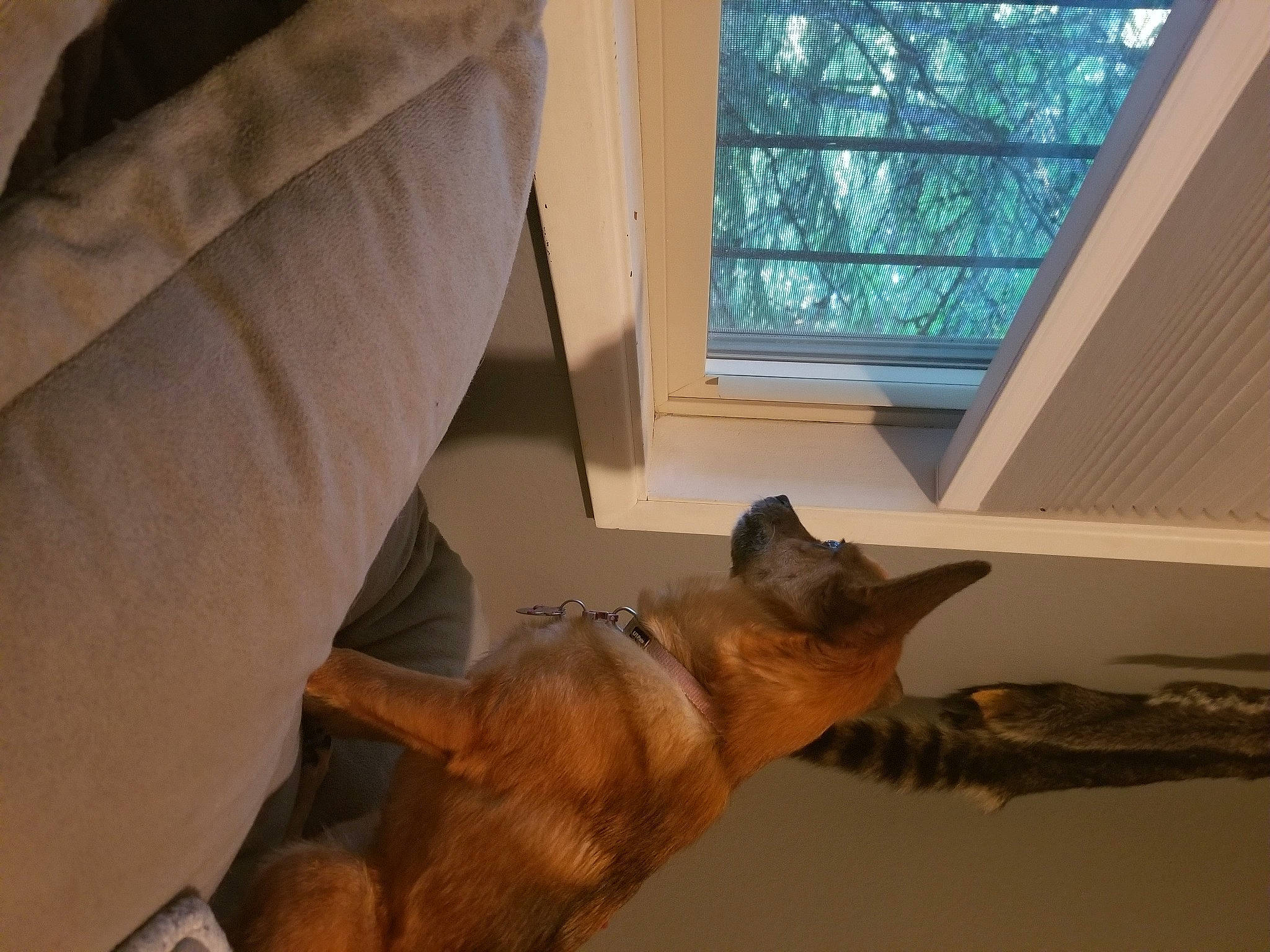 Kiddo joined the competition — help win amazing prizes! beige, carnivore, couch, daylighting, dog, dog_breed, fawn, fixture, fur, home, interior_design, sash_window, shade, small_to_medium_sized_cats, snout, tan, vertebrate, window_blind, window_covering, window_treatment