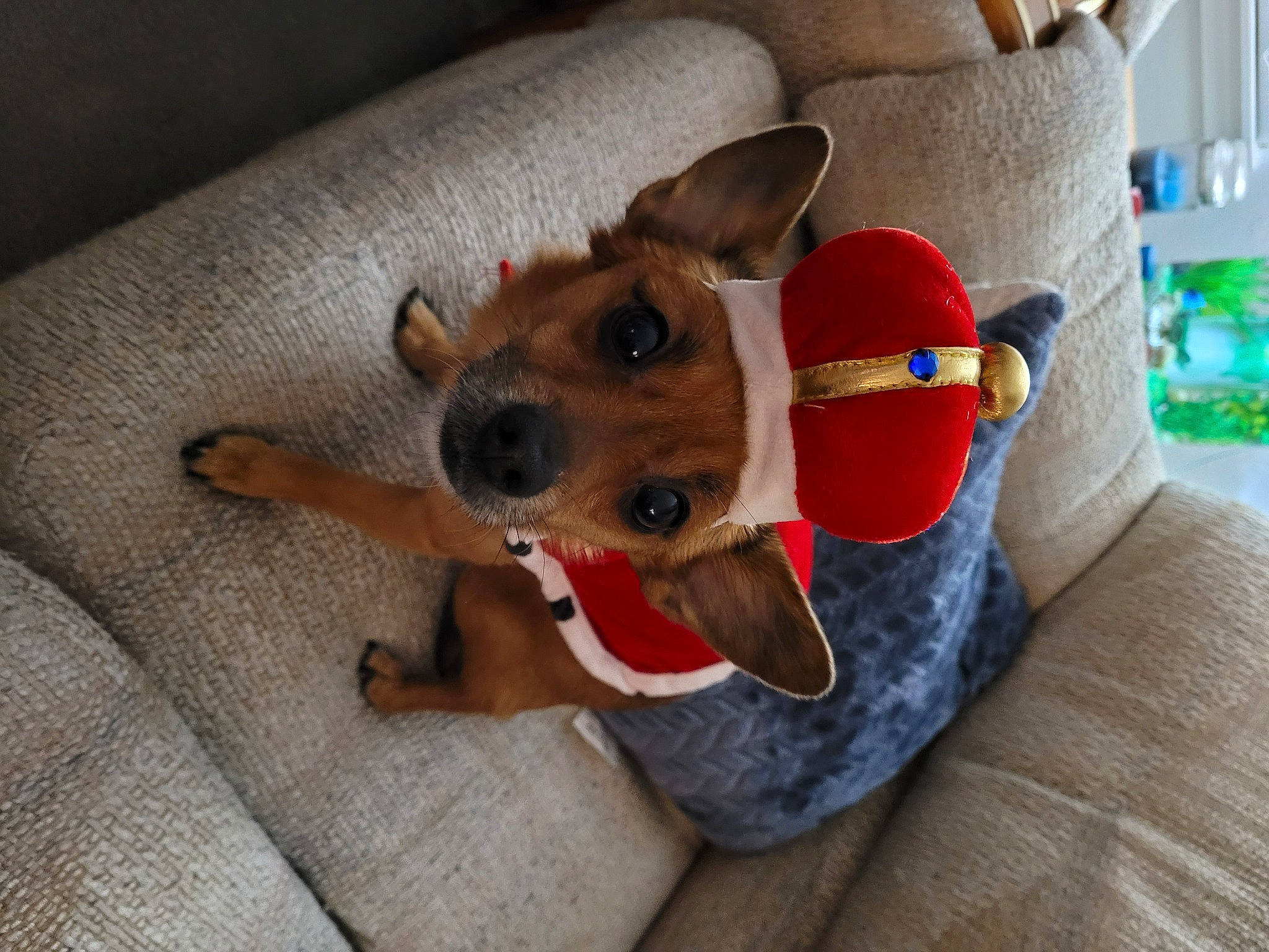 Kiddo joined the competition — help win amazing prizes! canidae, carnivore, collar, comfort, companion_dog, costume_hat, dog, dog_breed, dog_clothes, dog_supply, fawn, home_accessories, pet_supply, snout, sporting_group, stuffed_toy, toy, toy_dog, vertebrate, working_animal