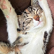 Mila is registered to the contest to win money with this photo: cat, kitten, stretching, sleeping, paws, whiskers, fur, closed_eyes, brown_couch, relaxed, cute, pet, animal, indoor, cozy, tabby, white_fur, pink_pads, resting, adorable