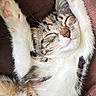 cat, kitten, stretching, sleeping, paws, whiskers, fur, closed_eyes, brown_couch, relaxed, cute, pet, animal, indoor, cozy, tabby, white_fur, pink_pads, resting, adorable