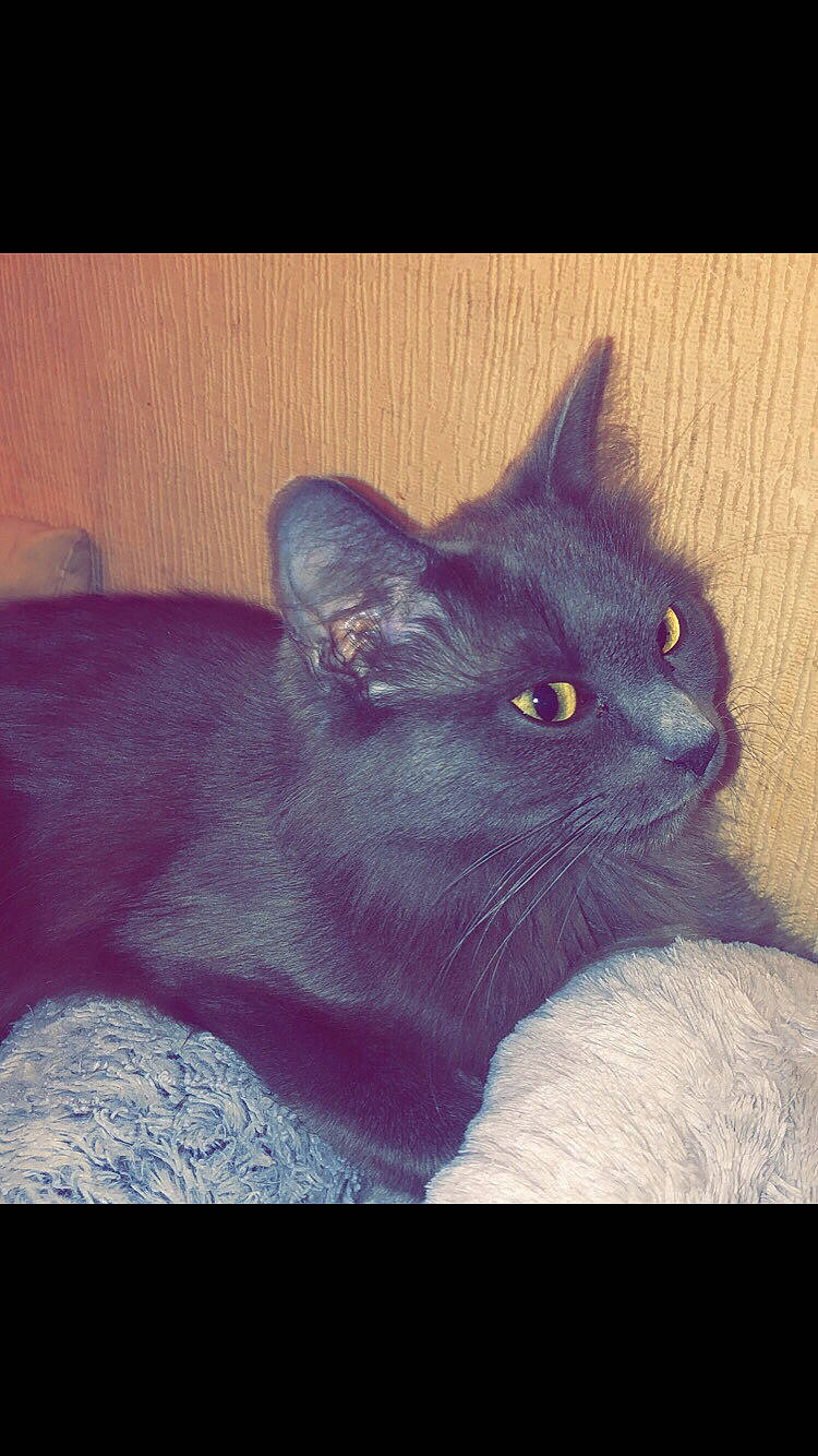 Mynnie a rejoint le concours — aidez-le/la à gagner de superbes lots ! black_cat, carnivore, cat, comfort, domestic_short_haired_cat, electric_blue, felidae, fur, grey, iris, photo_caption, purple, small_to_medium_sized_cats, snout, square, tail, whiskers