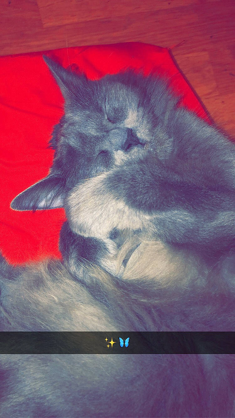 Mynnie a rejoint le concours — aidez-le/la à gagner de superbes lots ! art, carnivore, display_device, electric_blue, felidae, flat_panel_display, font, fur, illustration, magenta, painting, pattern, rectangle, sky, small_to_medium_sized_cats, square, tail, tints_and_shades, visual_arts, whiskers