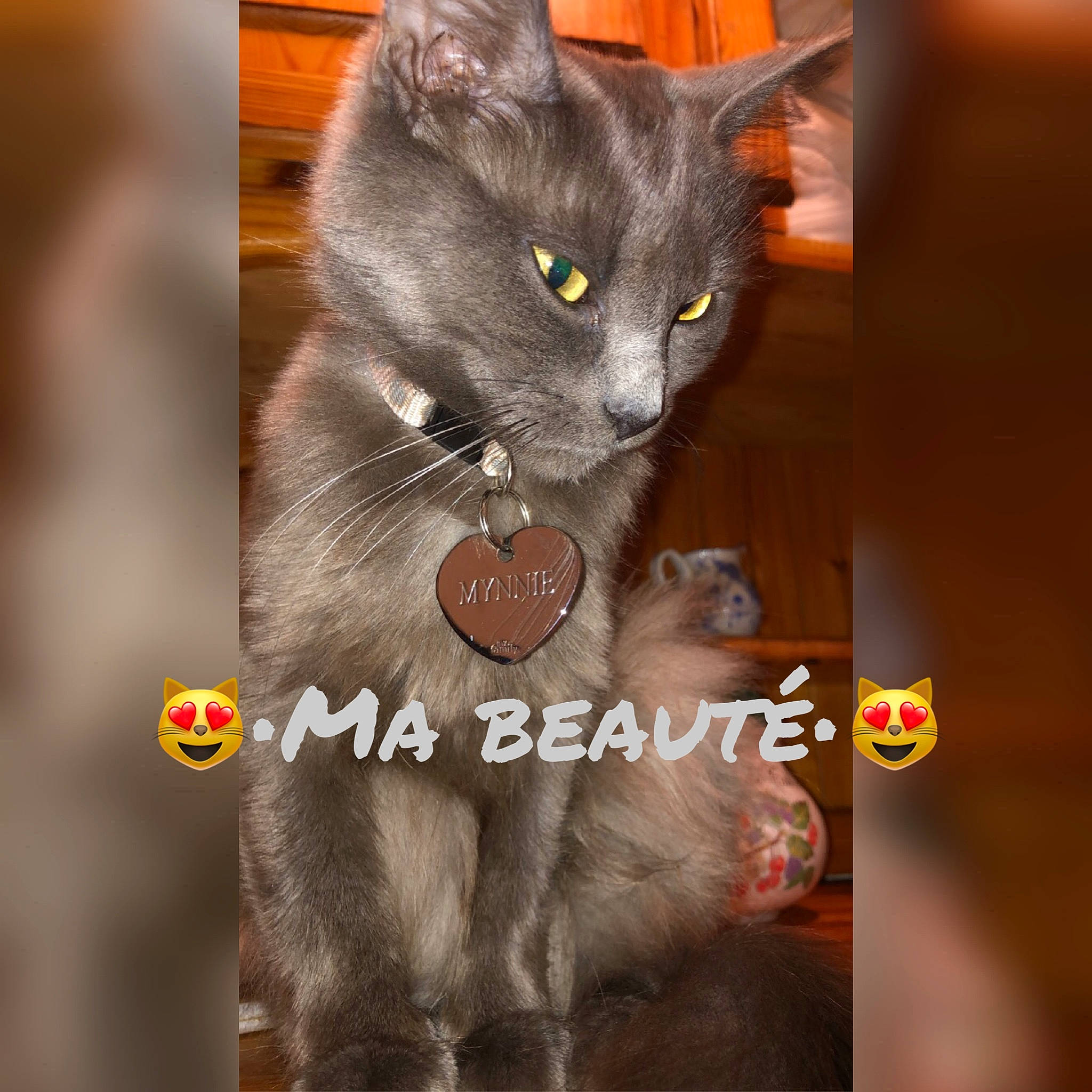 Mynnie a rejoint le concours — aidez-le/la à gagner de superbes lots ! black_cat, carnivore, cat, collar, domestic_short_haired_cat, felidae, font, fur, grey, organism, photo_caption, russian_blue, small_to_medium_sized_cats, snout, tail, terrestrial_animal, whiskers