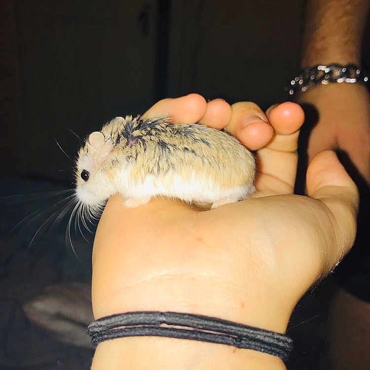 Nala participe au concours pour gagner de l'argent avec cette photo : degu, fawn, gerbil, grasshopper_mouse, hamster, hand, jerboa, mouse, muridae, muroidea, pest, rat, rodent, whiskers