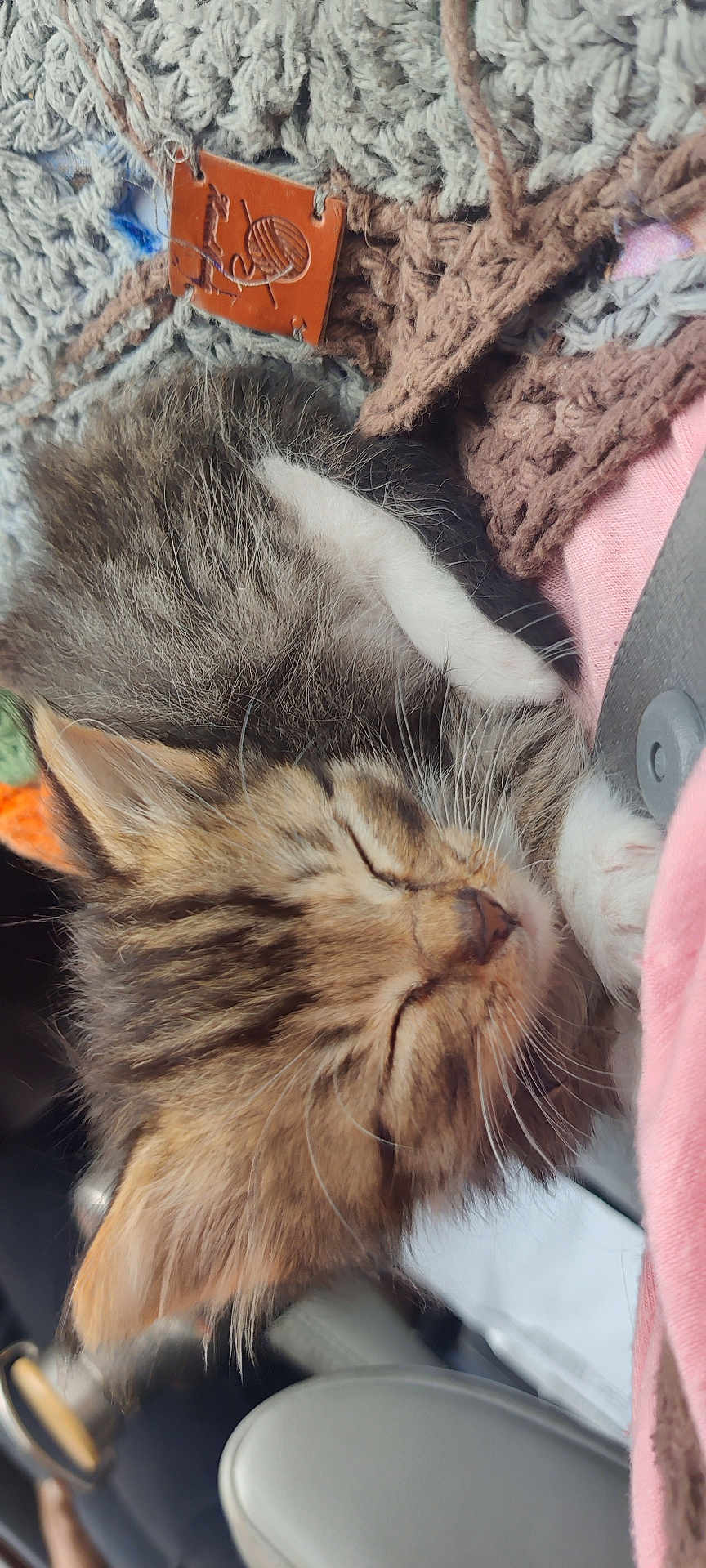 Bond joined the competition — help win amazing prizes! kitten, sleeping, cat, fur, cozy, crochet_blanket, paw, cute, soft, pet, indoor, resting, closeup, whiskers, tabby, young, animal, feline, relaxing, small