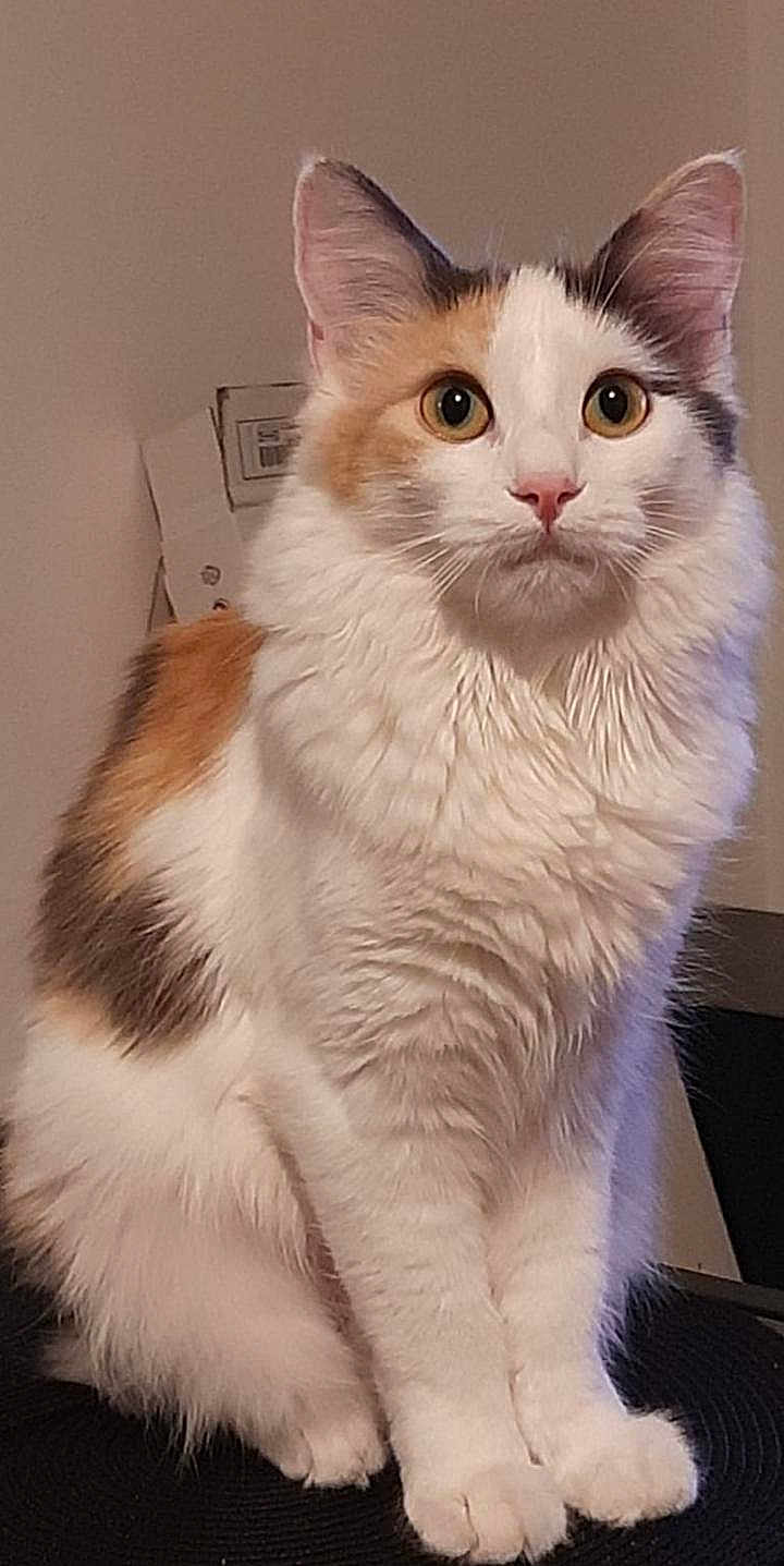 Choukette a rejoint le concours — aidez-le/la à gagner de superbes lots ! cat, calico_cat, fluffy, indoor, pet, animal, feline, white_fur, orange_fur, black_fur, sitting, close_up, whiskers, ears, alert, cute, domestic_cat, portrait, front_view, soft_fur