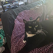 Shadow joined the competition — help win amazing prizes! bed, blanket, cat, close_up, cozy, duvet, feline, furniture, green_eyes, indoor, living_room, patterned_textile, paw, pet, portrait, remote_control, resting, television, tuxedo_cat, whiskers