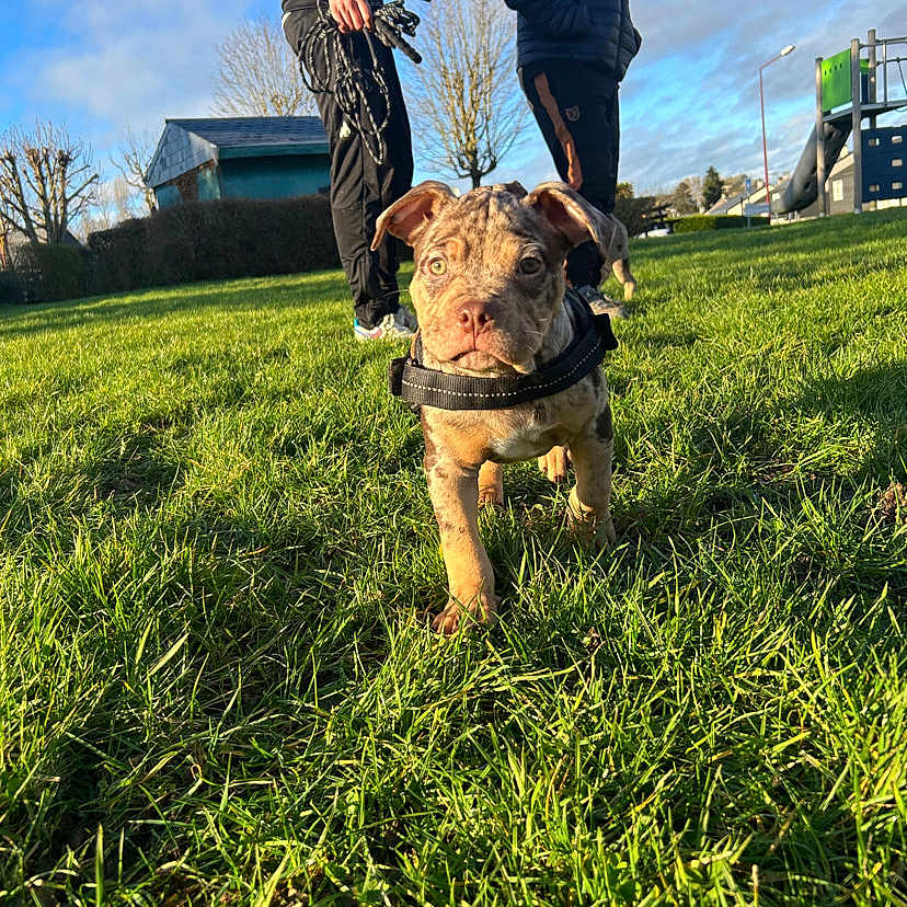 Flash participe au concours pour gagner de l'argent avec cette photo : adult, animal, architecture, building, canine, clothing, dog, field, grass, lawn, male, man, nature, outdoors, pants, park, person, pet, plant, shelter