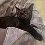 Eris is registered to the contest to win money with this photo: black_cat, kitten, sleeping, resting, person, arm, gray_sweatshirt, indoor, cozy, pet, feline, animal, cute, domestic_cat, close_up, relaxing, soft_light, home, comfort, young_cat