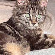 Vaïna a rejoint le concours — aidez-le/la à gagner de superbes lots ! abyssinian, angora, animal, box, brasssection, cat, egyptiancat, horn, kitten, manx, musicalinstrument, pet, siamese