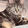 abyssinian, angora, animal, box, brasssection, cat, egyptiancat, horn, kitten, manx, musicalinstrument, pet, siamese