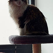 Cookie is registered to the contest to win money with this photo: cat, fluffy, cat_tree, window, indoor, pet, feline, sitting, silhouette, fur, platform, cozy, domestic, animal, resting, cushion, backlit, quiet, home, curious