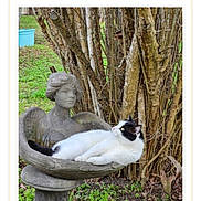 Wink is registered to the contest to win money with this photo: cat, black_and_white_cat, pet, animal, sleeping,  lounging, garden, outdoor, statue, angel_statue, birdbath, birdwatching, trees, foliage, grass, nature, stone, photograph, phone_screenshot, contest