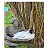 cat, black_and_white_cat, pet, animal, sleeping,  lounging, garden, outdoor, statue, angel_statue, birdbath, birdwatching, trees, foliage, grass, nature, stone, photograph, phone_screenshot, contest