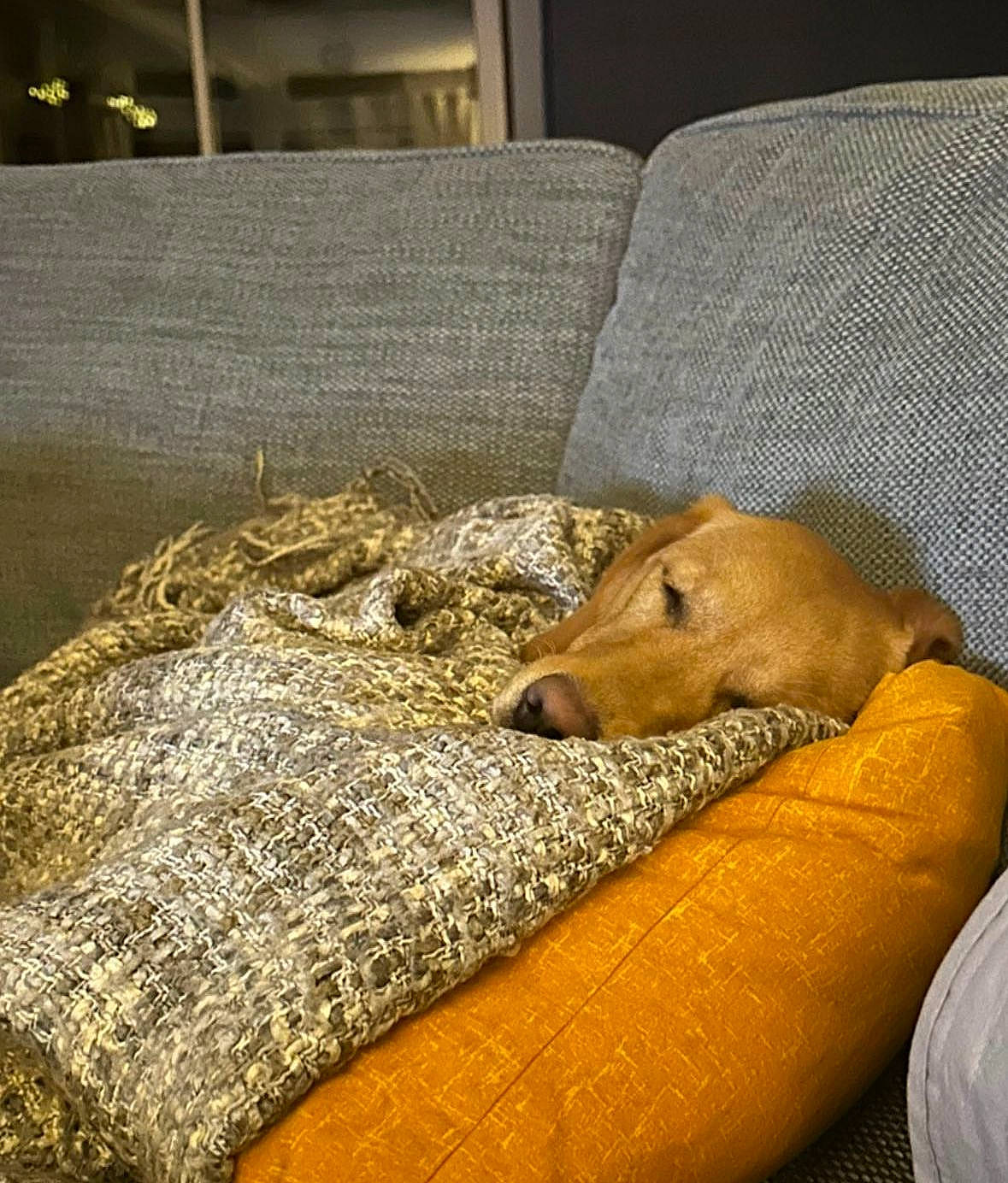 Cheddar joined the competition — help win amazing prizes! bedding, blanket, canidae, carnivore, comfort, companion_dog, dog, dog_breed, fawn, floor, flooring, fur, hardwood, linens, room, sporting_group, terrestrial_animal, wood, working_animal