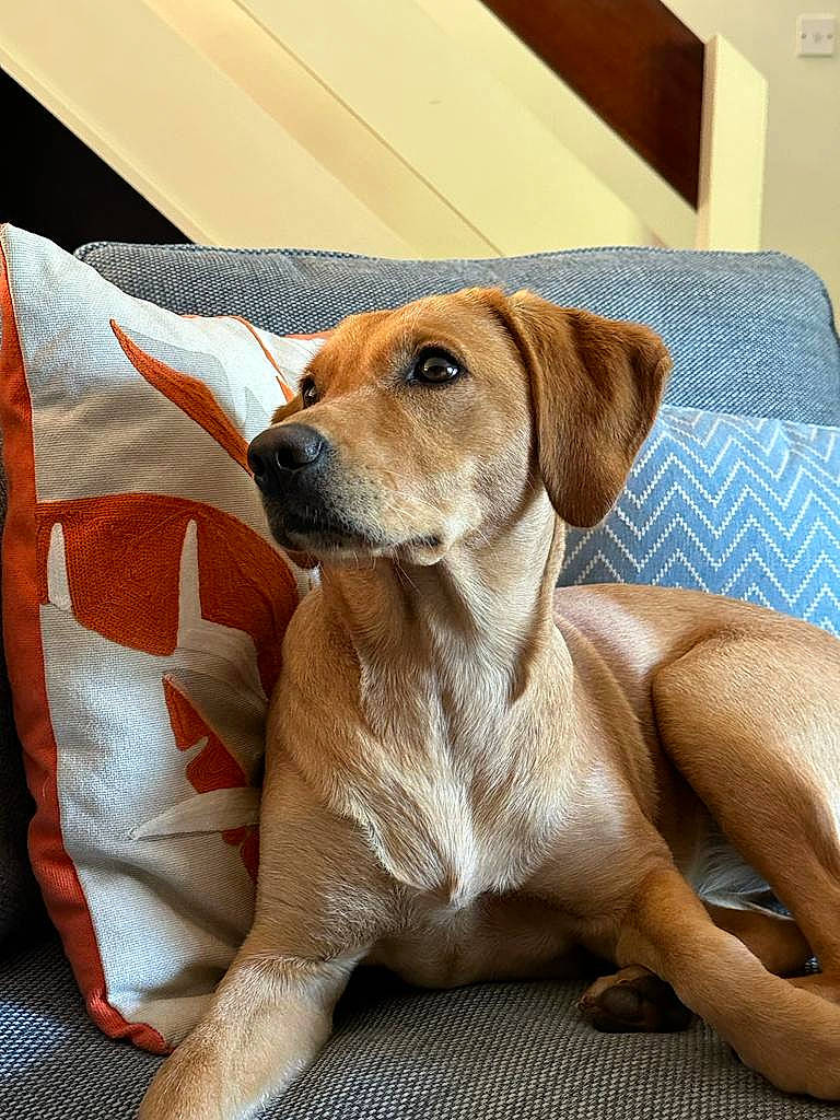 Cheddar joined the competition — help win amazing prizes! carnivore, collar, comfort, companion_dog, dog, dog_breed, dog_collar, dog_supply, fawn, gun_dog, hunting_dog, labrador_retriever, liver, paw, pet_supply, snout, sporting_group, tail, whiskers, working_animal