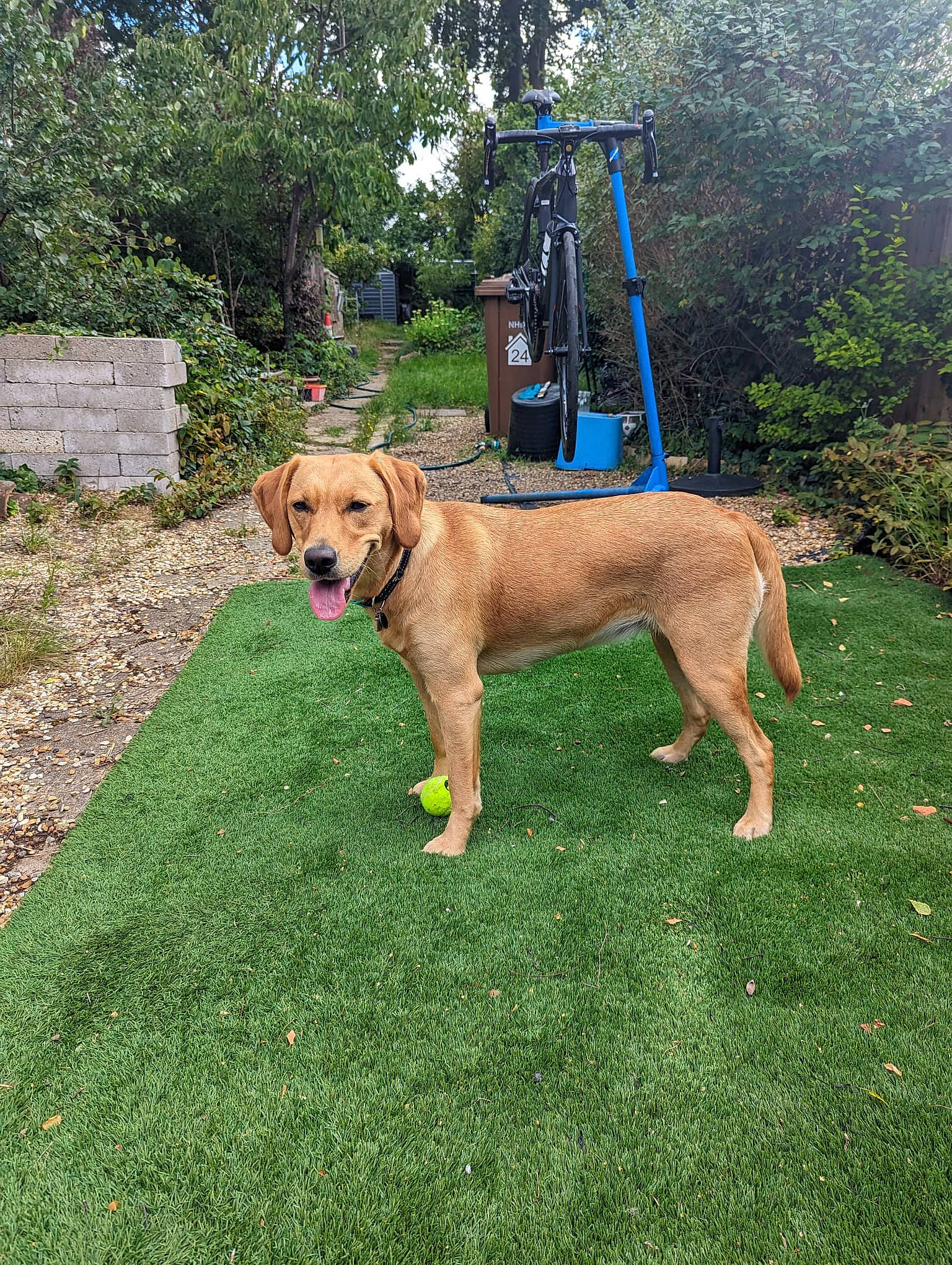 Cheddar joined the competition — help win amazing prizes! canidae, carnivore, chair, collar, companion_dog, dog, dog_breed, dog_collar, fawn, garden, grass, guard_dog, gun_dog, plant, sporting_group, tail, tree, working_animal, working_dog, yard