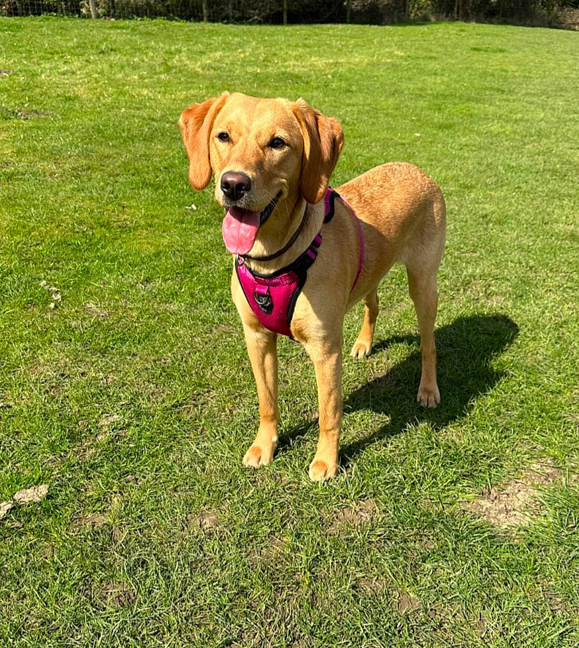 Cheddar joined the competition — help win amazing prizes! carnivore, collar, companion_dog, dog, dog_breed, dog_collar, dog_supply, fawn, garden, grass, grassland, gun_dog, lawn, pet_supply, plant, sporting_group, tail, tree, working_animal, working_dog