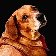 Colton joined the competition — help win amazing prizes! adorable, alert, animal, bandana, black_background, brown_dog, canine, closeup, companion, cute, dog, domestic_animal, ears, fur, looking_back, mammal, pet, portrait, side_view, snout