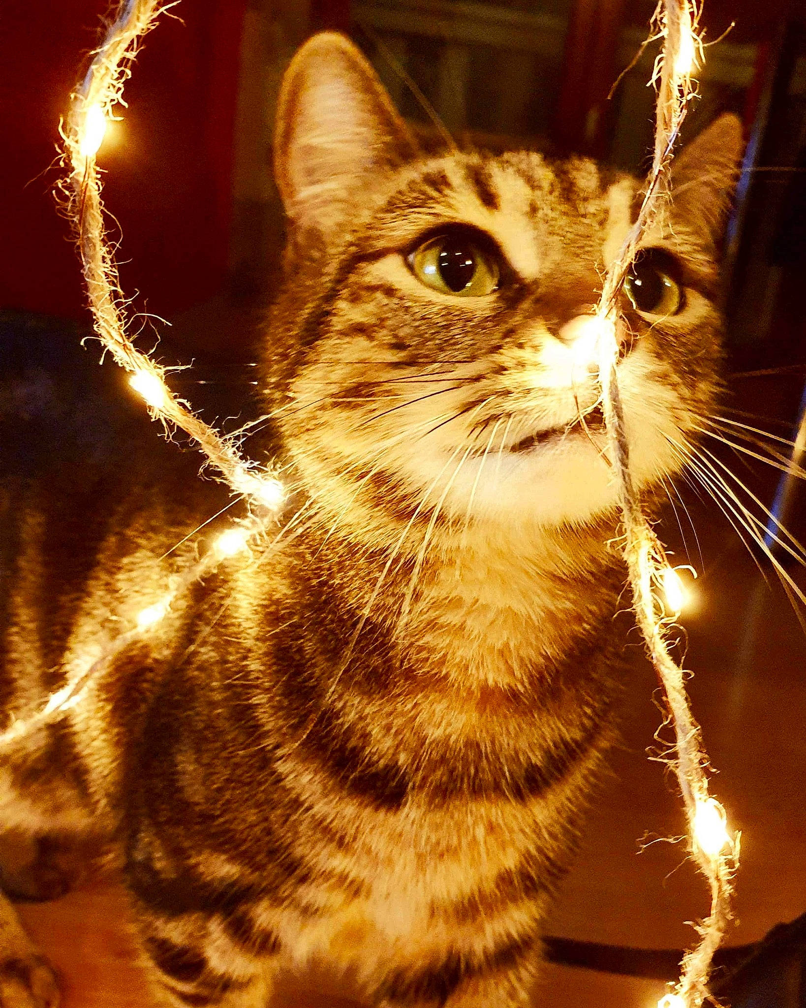 Albert participe au concours pour gagner de l'argent avec cette photo : carnivore, cat, darkness, domestic_short_haired_cat, event, felidae, fireworks, fur, grass, holiday, light, lighting, midnight, night, small_to_medium_sized_cats, snout, tree, whiskers, wildlife, window