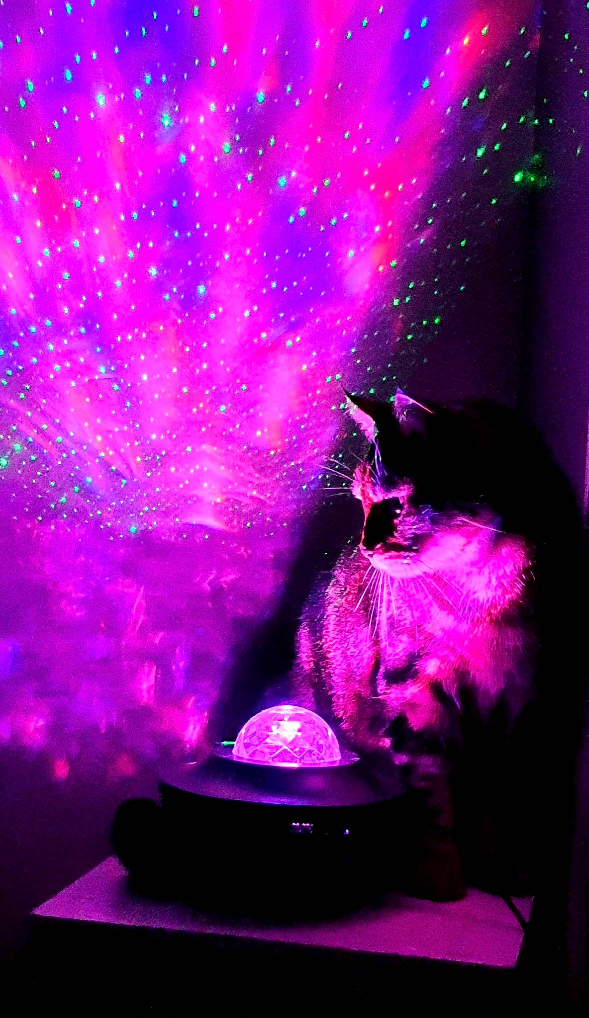 Albert participe au concours pour gagner de l'argent avec cette photo : art, darkness, design, electric_blue, entertainment, event, fedora, gas, hat, light, magenta, neon, organism, performing_arts, pink, purple, red, violet, visual_effect_lighting, water