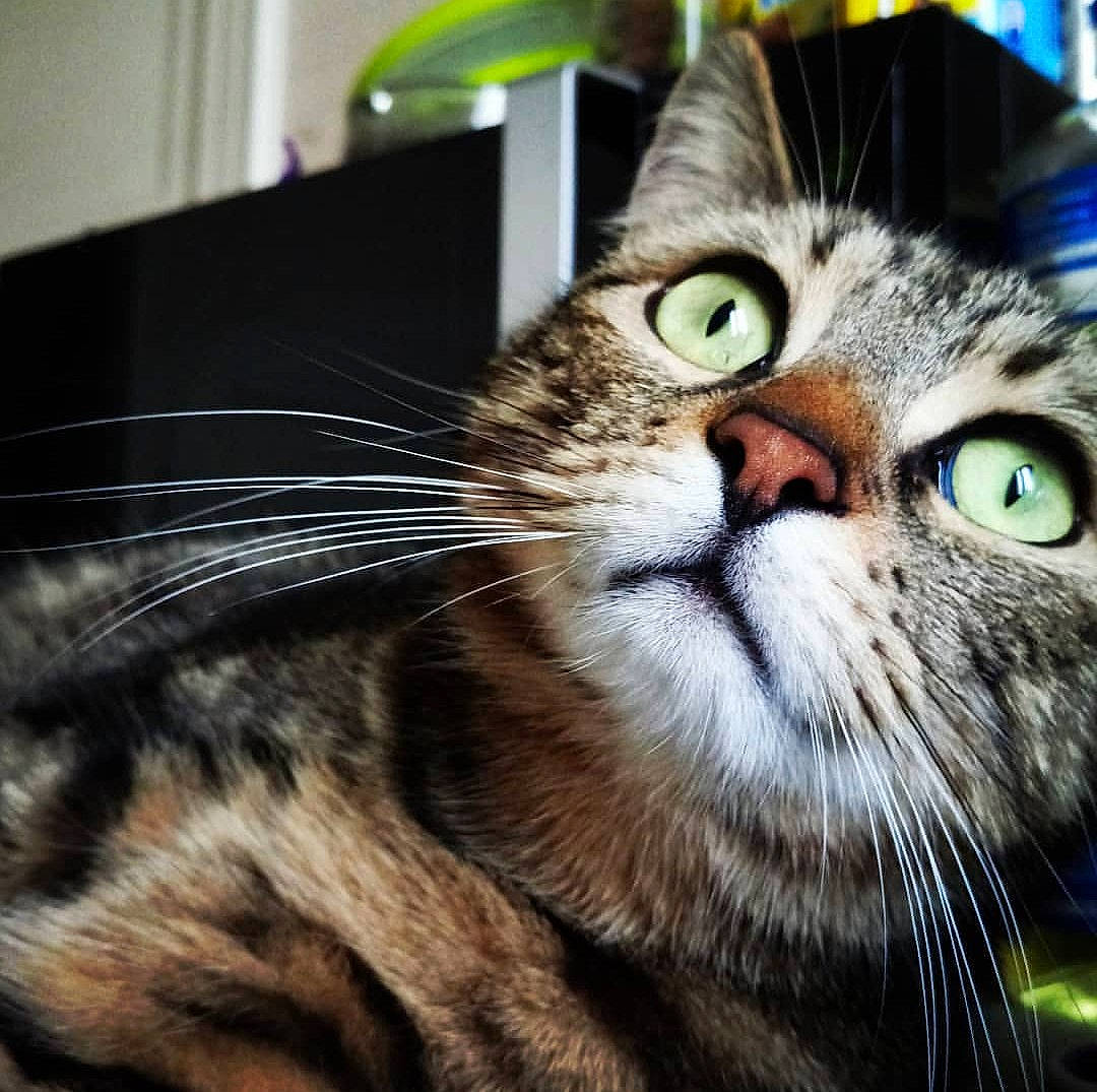 Albert participe au concours pour gagner de l'argent avec cette photo : american_shorthair, american_wirehair, asian, carnivore, cat, close_up, domestic_short_haired_cat, dragon_li, european_shorthair, eye, felidae, fur, mammal, nose, pixie_bob, small_to_medium_sized_cats, snout, tabby_cat, toyger, whiskers