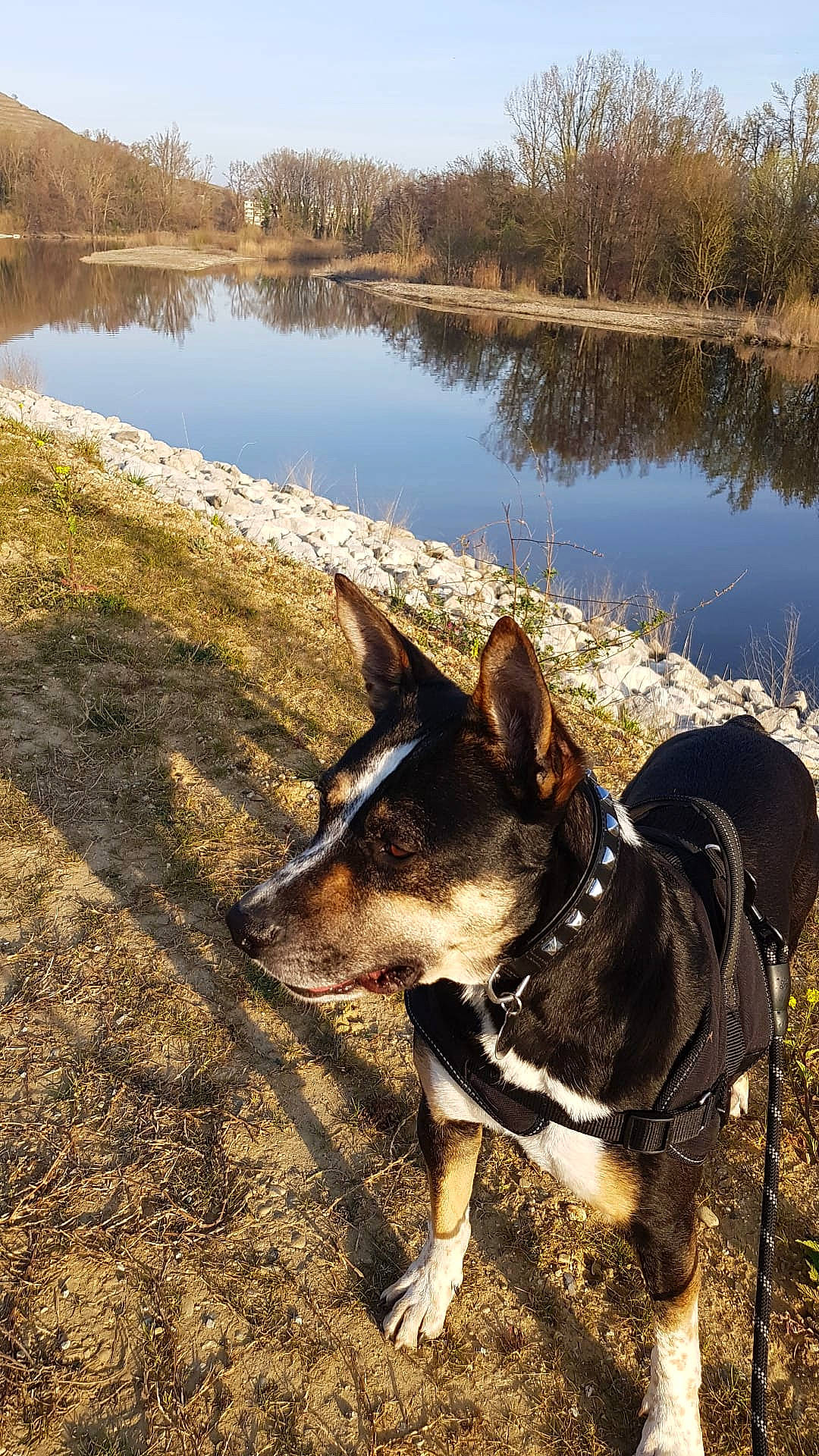 Oscar a rejoint le concours — aidez-le/la à gagner de superbes lots ! carnivore, collar, companion_dog, dog, dog_breed, fawn, grass, lacustrine_plain, lake, landscape, leash, natural_landscape, plant, sky, tail, tree, water, wilderness, wood, working_animal