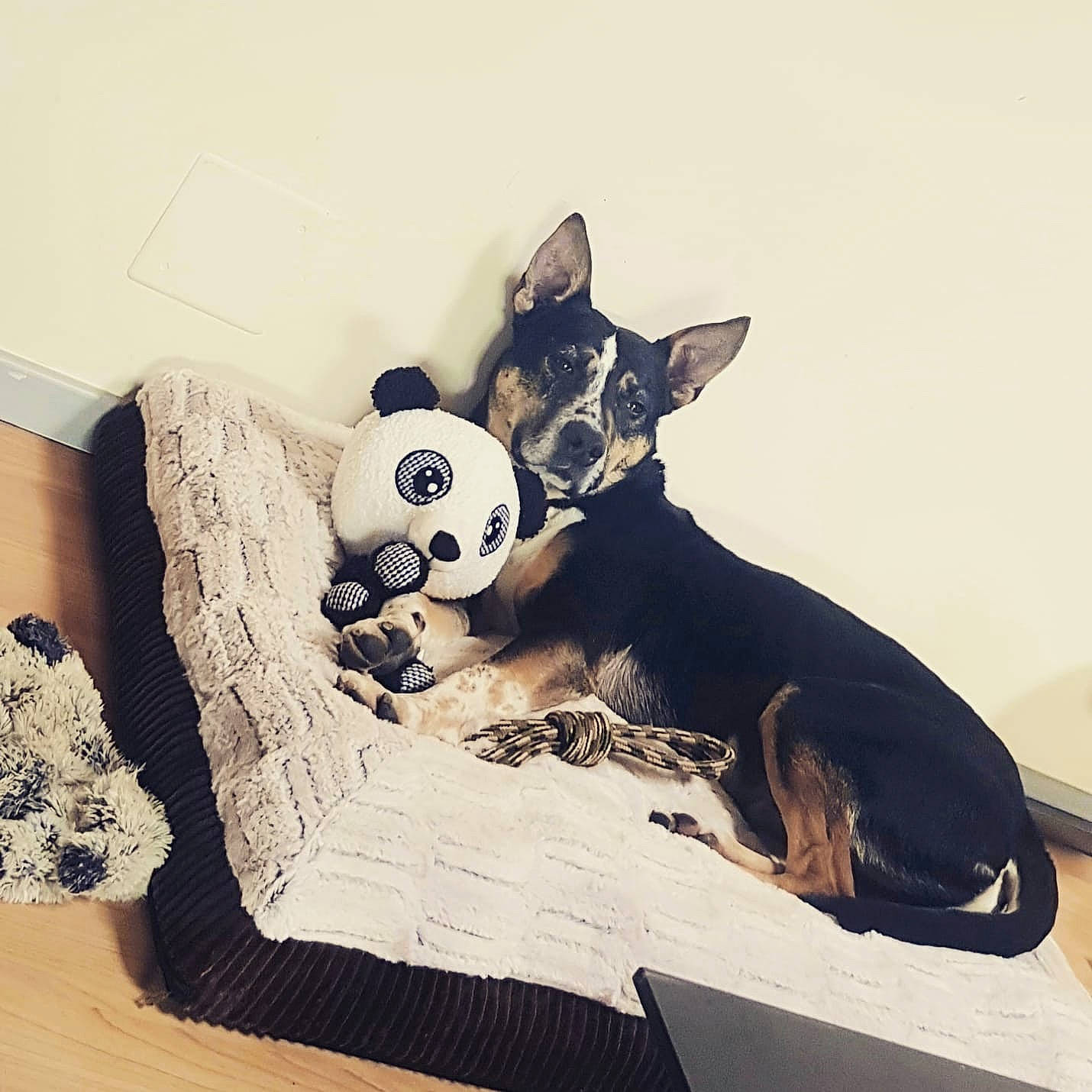 Oscar a rejoint le concours — aidez-le/la à gagner de superbes lots ! art, canidae, carnivore, comfort, companion_dog, dog, dog_bed, dog_breed, felidae, linens, paw, small_to_medium_sized_cats, snout, sporting_group, stuffed_toy, tail, terrestrial_animal, toy, whiskers, working_animal