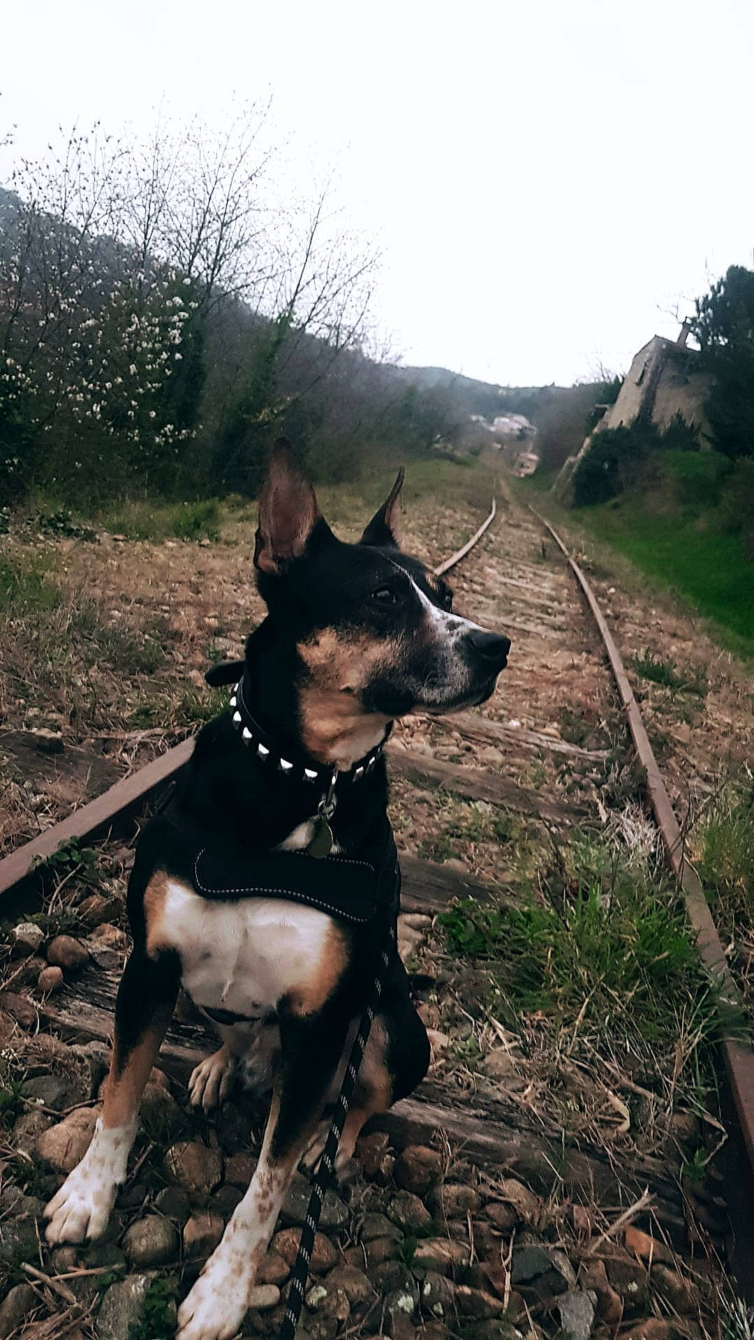 Oscar a rejoint le concours — aidez-le/la à gagner de superbes lots ! adventure, canidae, carnivore, collar, companion_dog, dog, dog_breed, dog_collar, fawn, grass, herding_dog, plant, sky, snout, sporting_group, tail, tree, walking, working_animal, working_dog