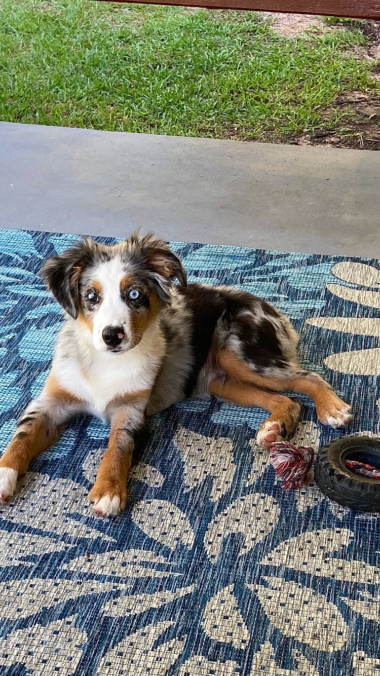 Axel is registered to the contest to win money with this photo: canidae, carnivore, collie, companion_dog, dog, dog_breed, fawn, flooring, fur, grass, herding_dog, paw, plant, puppy, sporting_group, working_dog