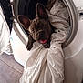 dog, puppy, washing_machine, laundry, sheet, white, curious, indoors, floor, wooden_floor, appliance, pet, playful, household, cute, small_dog, tongue_out, ears_up, pet_in_laundry, home