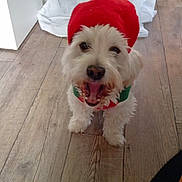 Volt a rejoint le concours — aidez-le/la à gagner de superbes lots ! dog, white_dog, pet, festive_hat, red_hat, collar, wooden_floor, indoor, happy, open_mouth, small_dog, fur, domestic_animal, foot, sock, background, fabric, standing, looking_up, cute
