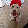 dog, white_dog, pet, festive_hat, red_hat, collar, wooden_floor, indoor, happy, open_mouth, small_dog, fur, domestic_animal, foot, sock, background, fabric, standing, looking_up, cute
