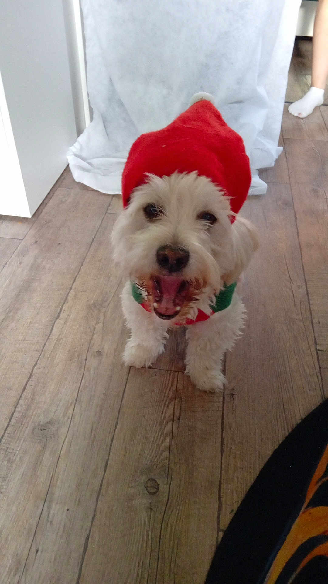Volt a rejoint le concours — aidez-le/la à gagner de superbes lots ! dog, white_dog, pet, festive_hat, red_hat, collar, wooden_floor, indoor, happy, open_mouth, small_dog, fur, domestic_animal, foot, sock, background, fabric, standing, looking_up, cute