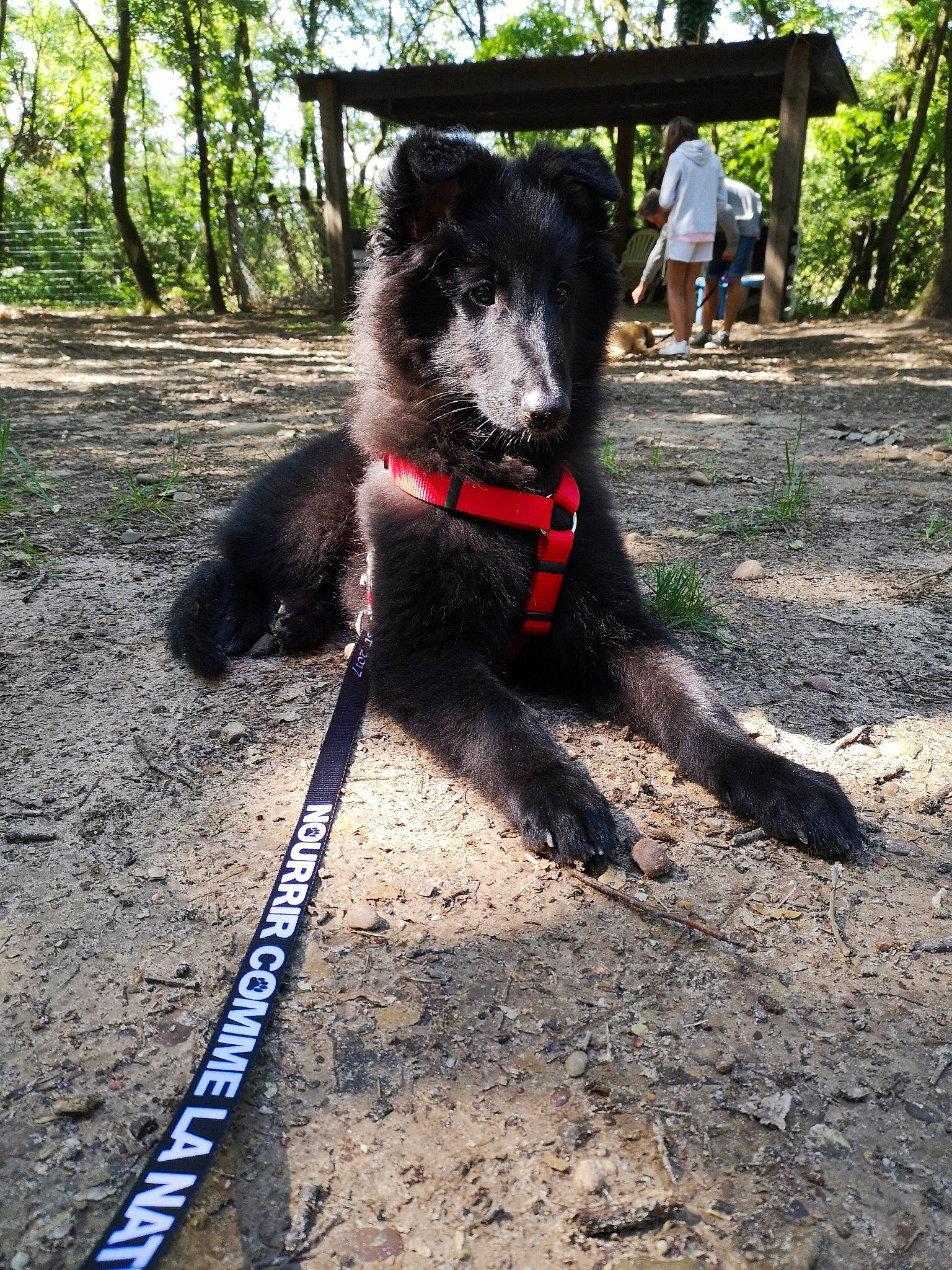Prune participe au concours pour gagner de l'argent avec cette photo : black_norwegian_elkhound, canidae, carnivore, dog, dog_breed, groenendael, mammal, sporting_group, vertebrate