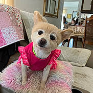 Lacey joined the competition — help win amazing prizes! animal, blanket, chair, couch, curious, cushion, cute, dog, domestic, furniture, furry, head_tilt, home_interior, indoor, mirror, pet, pink_dress, portrait, small_dog, table