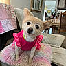 dog, pet, small_dog, pink_dress, furry, couch, cushion, indoor, head_tilt, curious, home_interior, mirror, table, chair, blanket, furniture, domestic, cute, animal, portrait