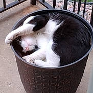 Billy joined the competition — help win amazing prizes! cat, black_and_white, sleeping, curled_up, planter, pot, outdoor, fence, concrete, rocks, greenery, relaxation, cozy, pet, animal, whiskers, paw, fur, cute, nap