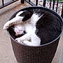cat, black_and_white, sleeping, curled_up, planter, pot, outdoor, fence, concrete, rocks, greenery, relaxation, cozy, pet, animal, whiskers, paw, fur, cute, nap