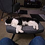 cat, black_and_white, sleeping, stool, living_room, carpet, chair, furniture, pet, indoor, resting, cozy, relaxed, home, floor, legs, casual, quiet, domestic, animal