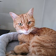 Odie is registered to the contest to win money with this photo: cat, ginger_cat, pet_bed, indoor, feline, fur, whiskers, relaxed, animal, domestic_cat, closeup, green_eyes, resting, cozy, tail, ears, cute, soft, portrait, house_pet