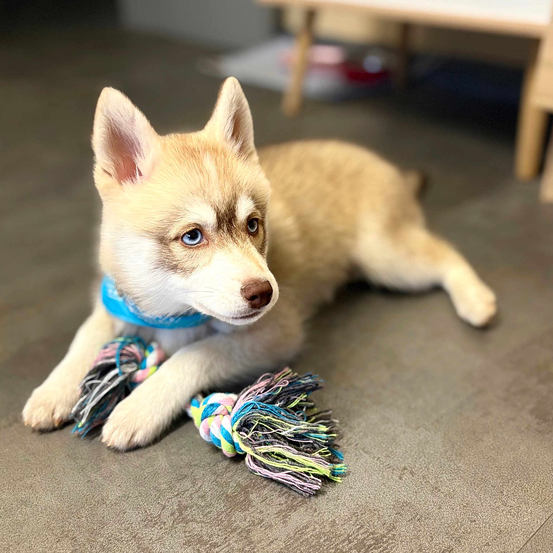 Vince participe au concours pour gagner de l'argent avec cette photo : accessories, animal, canine, cat, dog, eskimodog, husky, indoors, interiordesign, kitten, leash, person, pet, puppy, snout, strap, walkingdog, whitedog