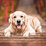 animal, autumn, blurred_background, bridge, canine, closeup, dog, fall, friendly, golden_retriever, happy, lying_down, mammal, nature, outdoor, pet, portrait, red_railings, tongue_out, wooden_bridge
