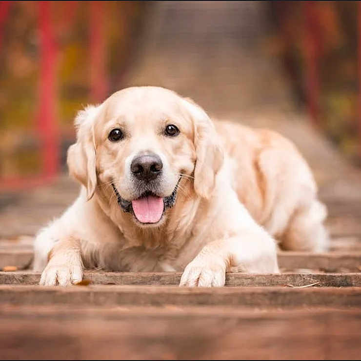 Lolz joined the competition — help win amazing prizes! animal, autumn, blurred_background, bridge, canine, closeup, dog, fall, friendly, golden_retriever, happy, lying_down, mammal, nature, outdoor, pet, portrait, red_railings, tongue_out, wooden_bridge