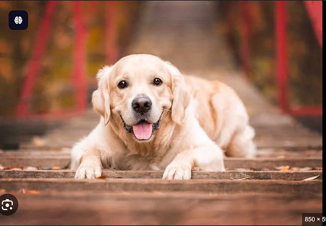 Lolz joined the competition — help win amazing prizes! animal, autumn, blurred_background, bridge, canine, closeup, dog, fall, friendly, golden_retriever, happy, lying_down, mammal, nature, outdoor, pet, portrait, red_railings, tongue_out, wooden_bridge