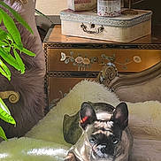 Mala is registered to the contest to win money with this photo: animal, blanket, cozy, cushion, decorative_handle, dog, dresser, ears, eyes, face, french_bulldog, fur, home_decor, interior, ornate_furniture, pet, plant, shadow, sunlight, vintage_box