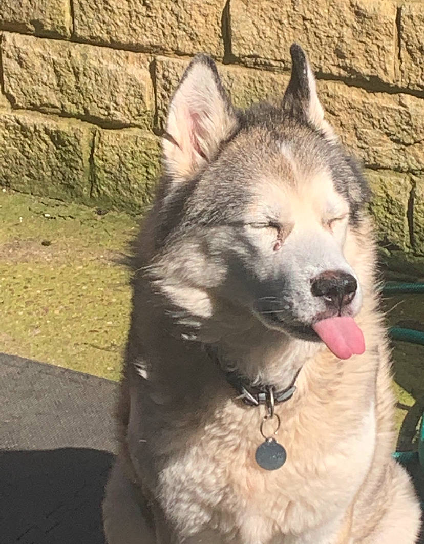 Summer is registered to the contest to win money with this photo: canis, carnivore, collar, companion_dog, dog, dog_breed, dog_collar, eye, fang, fawn, fur, jaw, pet_supply, siberian_husky, sled_dog, sporting_group, terrestrial_animal, whiskers, wolf, working_animal